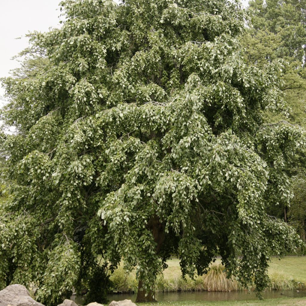 Alnus incana pendula - Witte els
