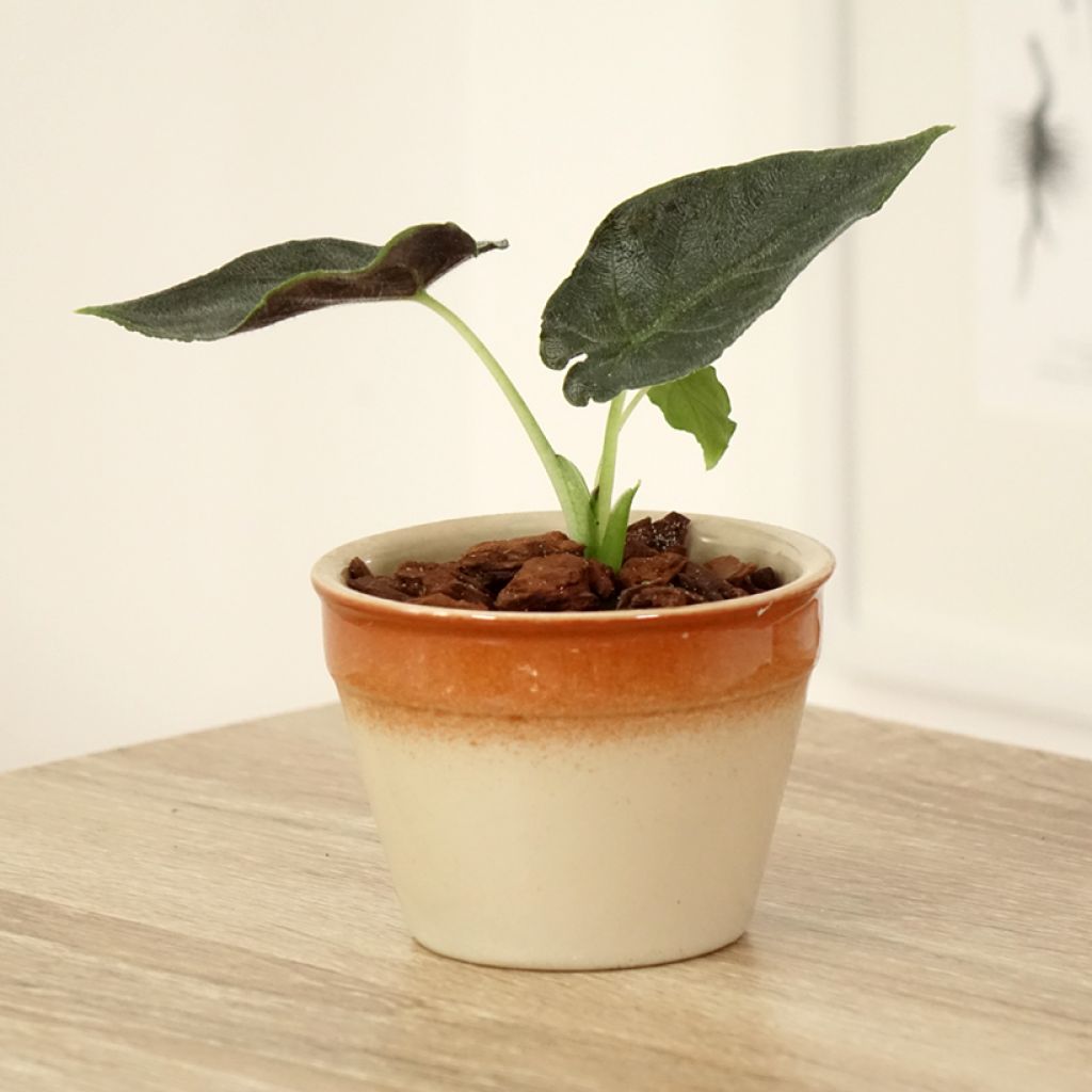 Alocasia Antoro Velvet - Olifantsoor