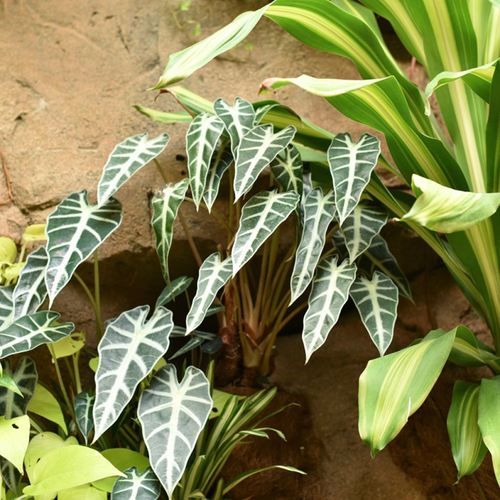 Alocasia Bambino - Olifantsoor