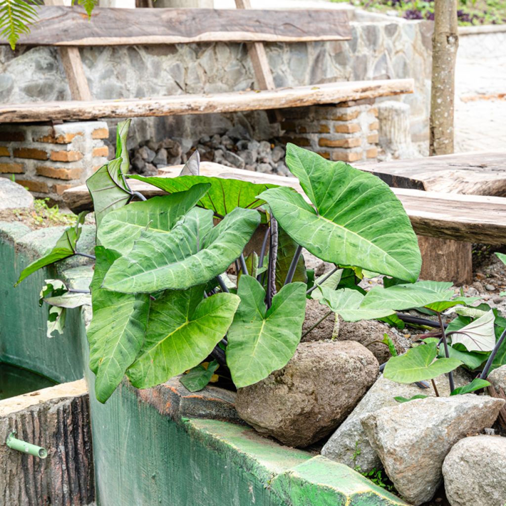 Alocasia macrorrhizos Violacea Black Stem - Olifantsoor