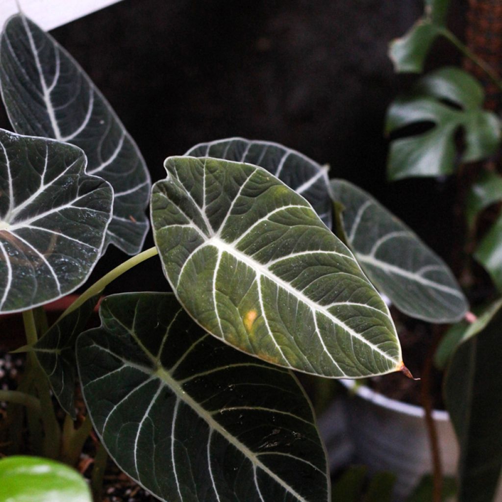 Alocasia Black Velvet - Olifantsoor