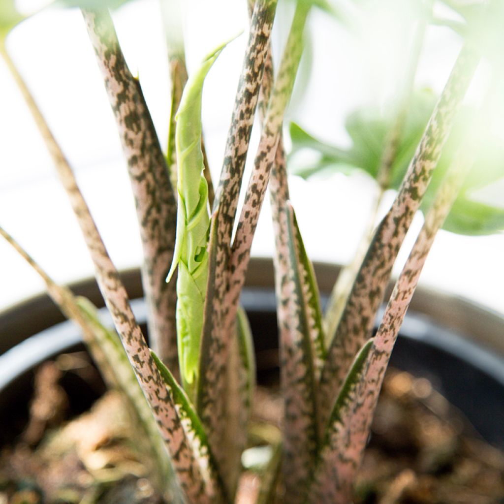 Alocasia brancifolia - Olifantsoor