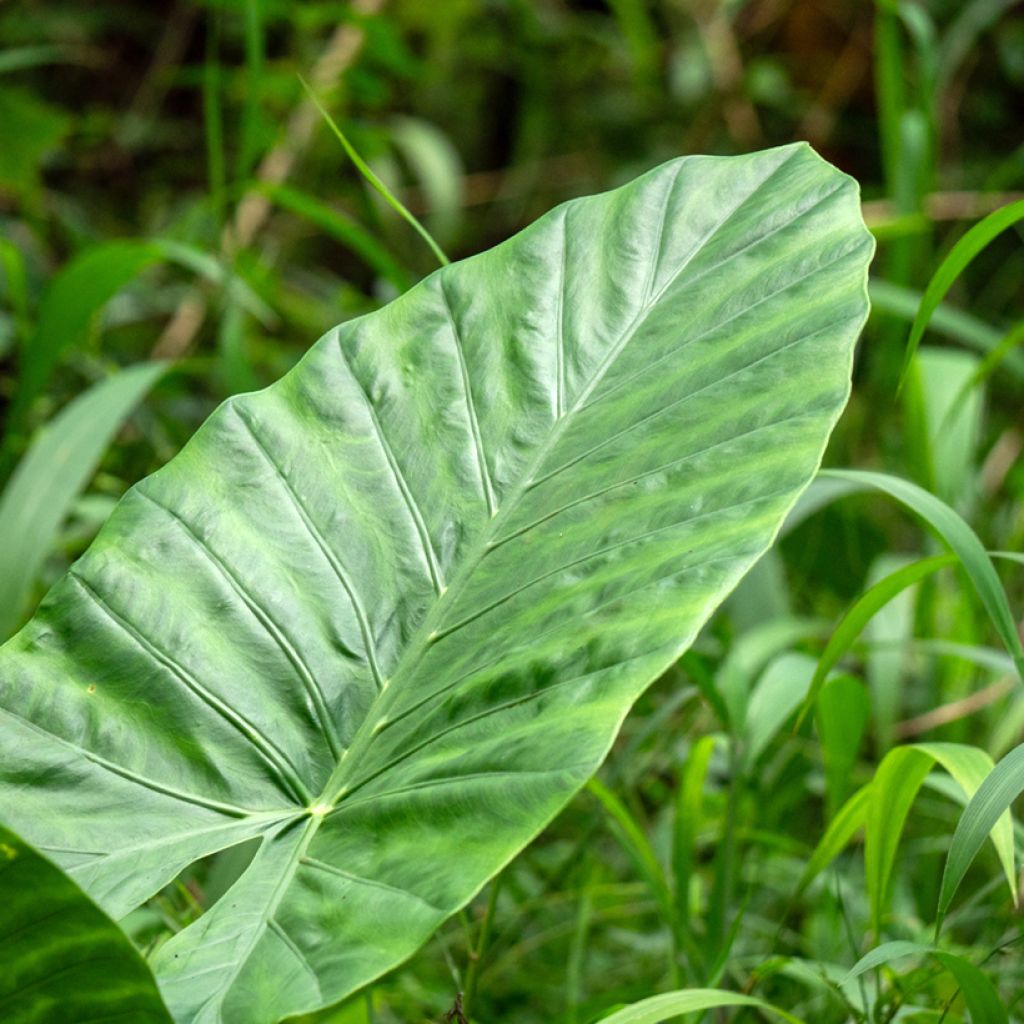 Alocasia Calidora - Olifantsoor