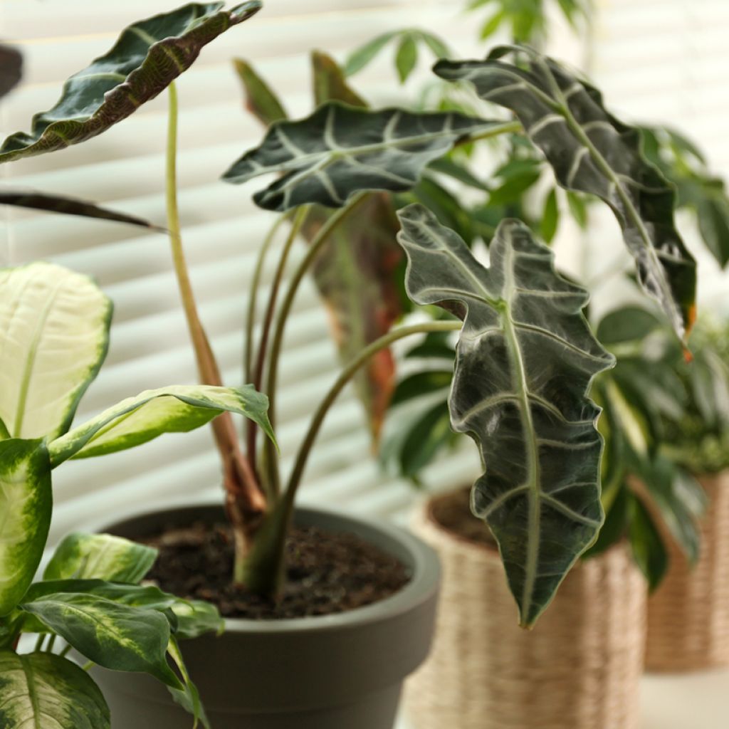 Alocasia Curly Bambino - Olifantsoor