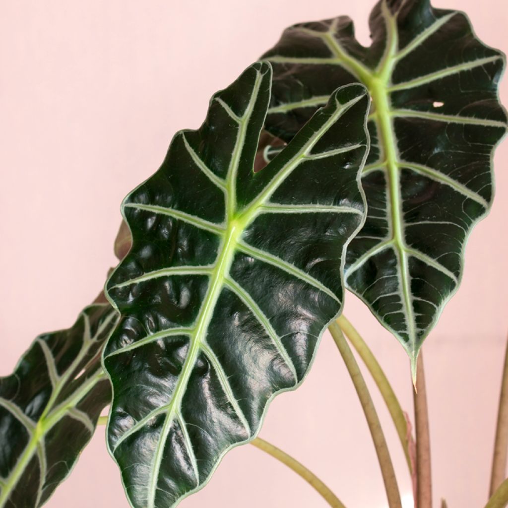 Alocasia Curly Bambino - Olifantsoor
