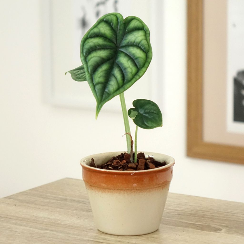 Alocasia Dragon Scale - Olifantsoor