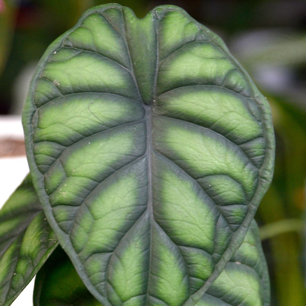 Alocasia Dragon Scale - Olifantsoor