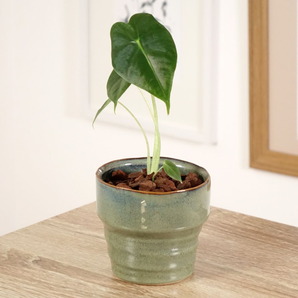 Alocasia micholitziana Frydek - Olifantsoor