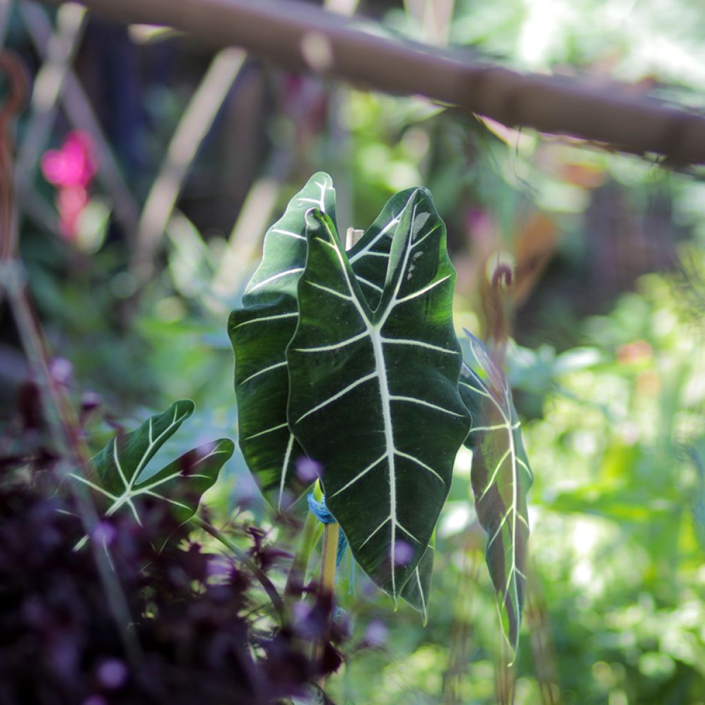 Alocasia micholitziana Frydek - Olifantsoor