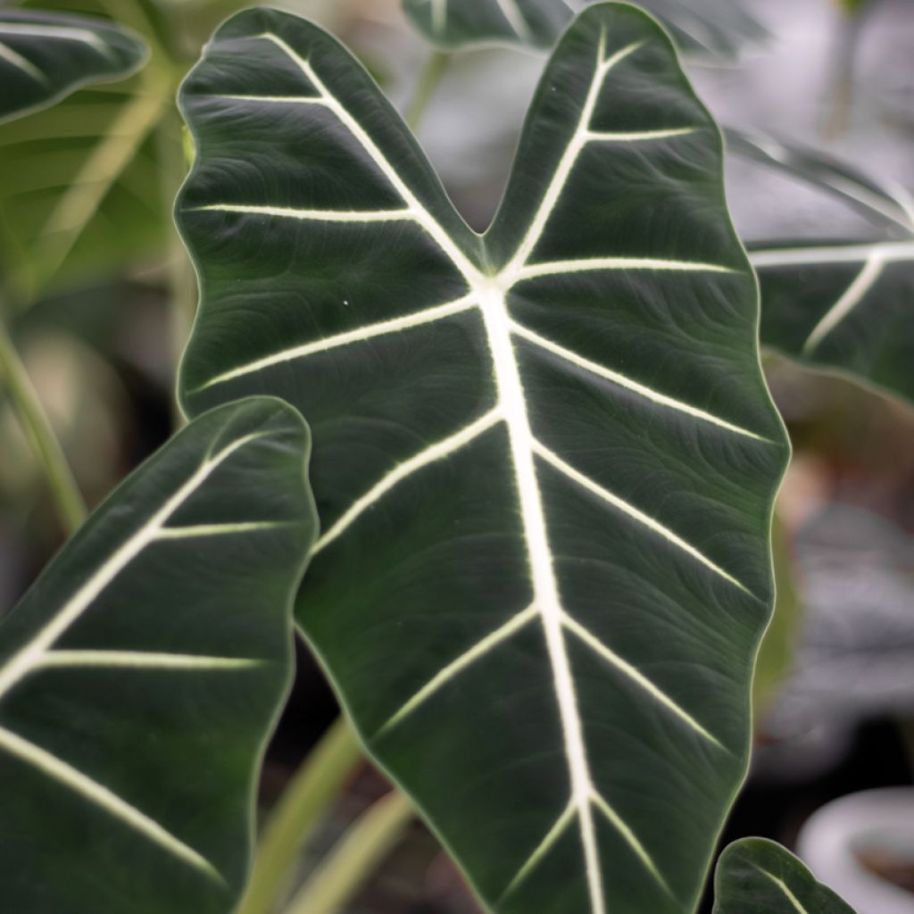 Alocasia micholitziana Frydek - Olifantsoor