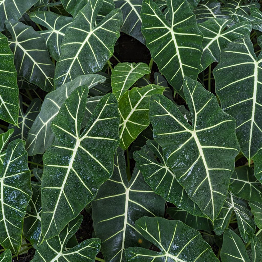 Alocasia micholitziana Frydek - Olifantsoor