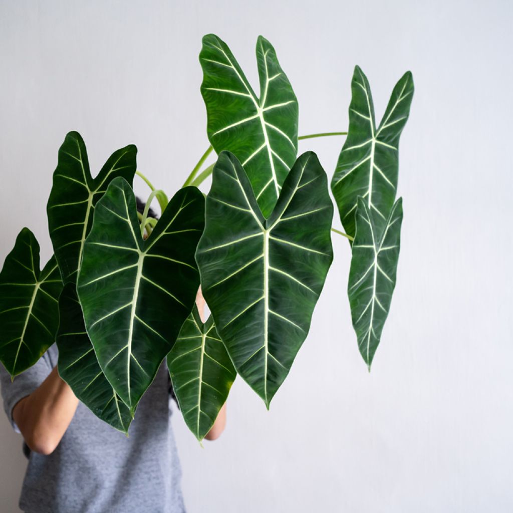 Alocasia micholitziana Frydek - Olifantsoor