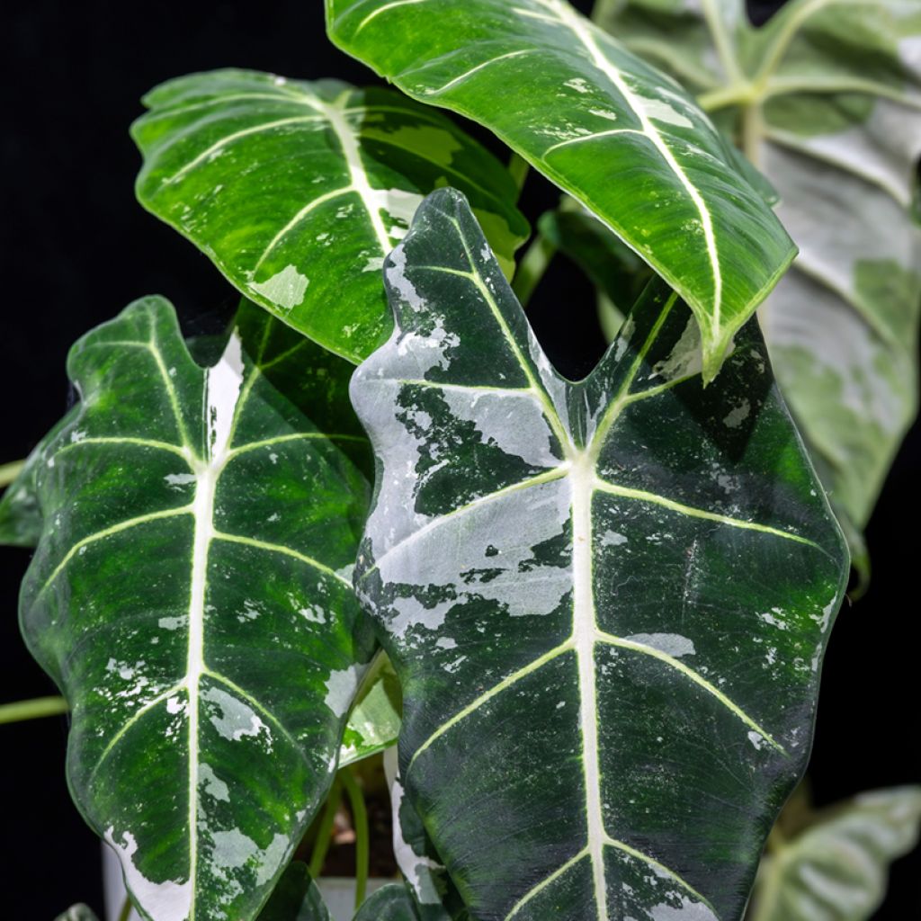 Alocasia micholitziana Frydek Variegata - Olifantsoor