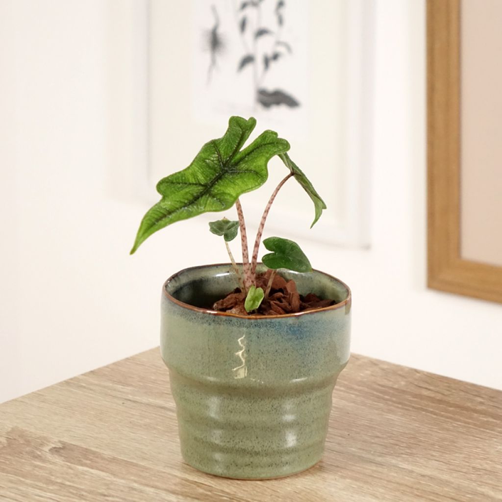 Alocasia Jacklyn - Olifantsoor