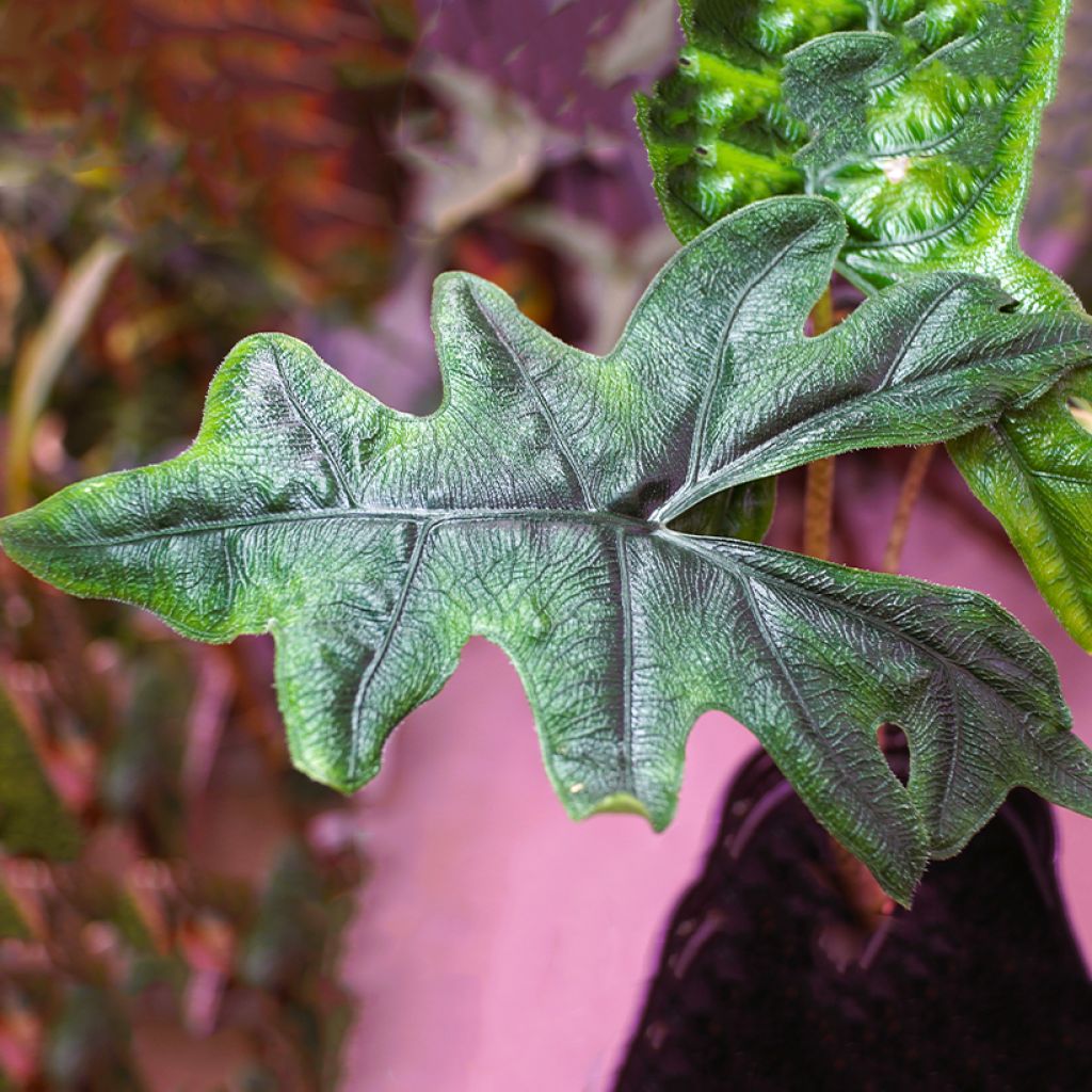 Alocasia Jacklyn - Olifantsoor
