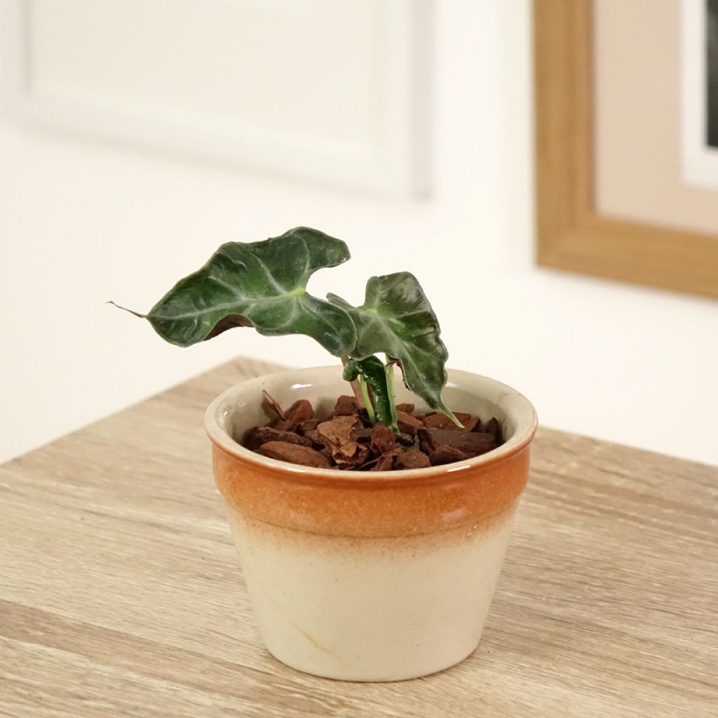 Alocasia Loco - Olifantsoor