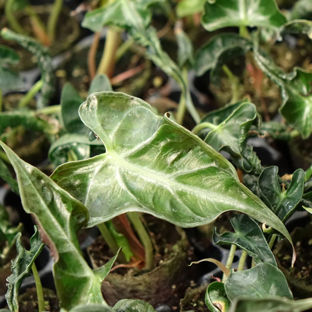 Alocasia Loco - Olifantsoor