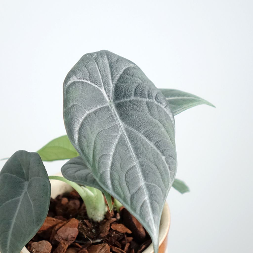 Alocasia Maharani - Olifantsoor