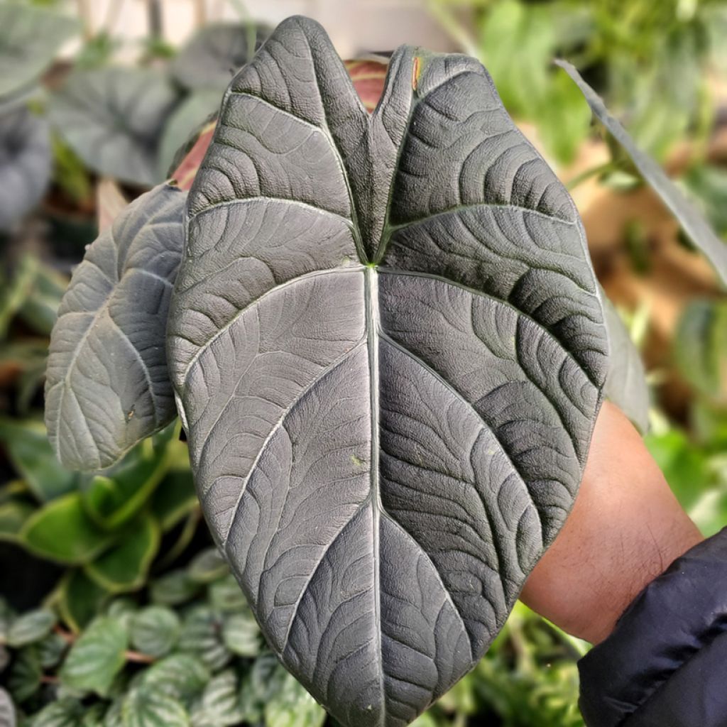 Alocasia Maharani - Olifantsoor