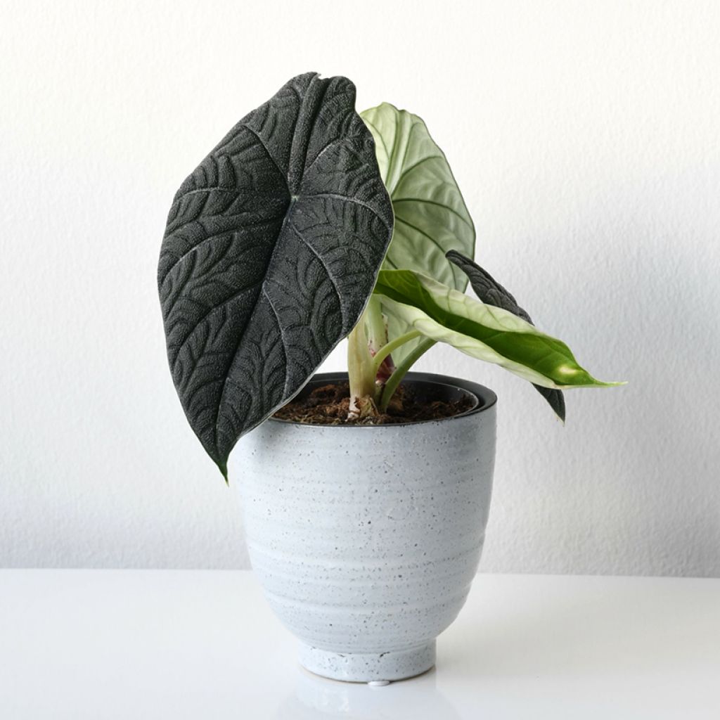 Alocasia melo - Olifantsoor