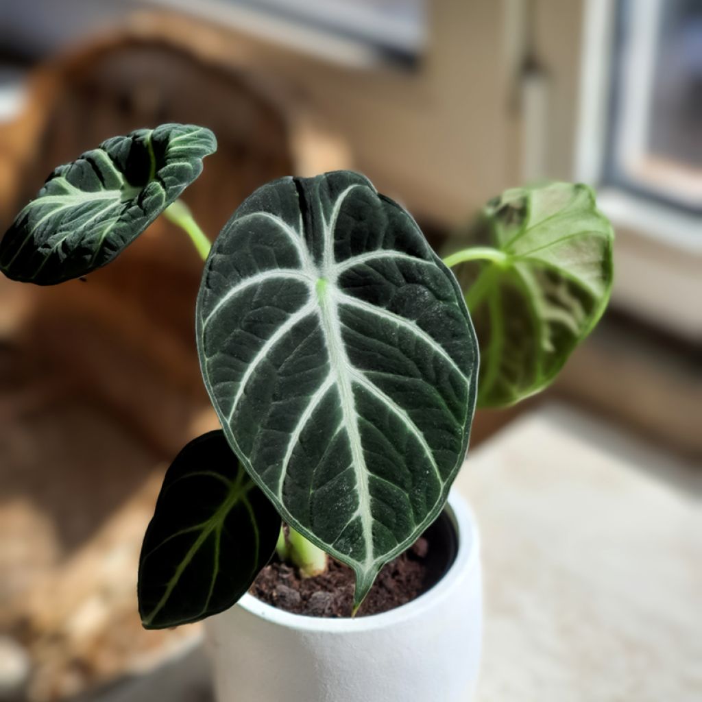 Alocasia Ninja - Olifantsoor