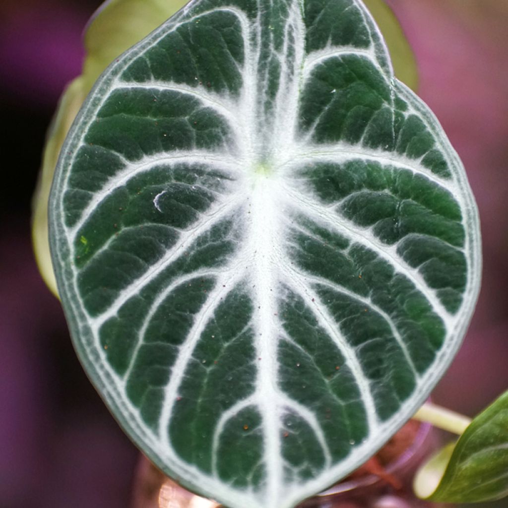 Alocasia Ninja - Olifantsoor