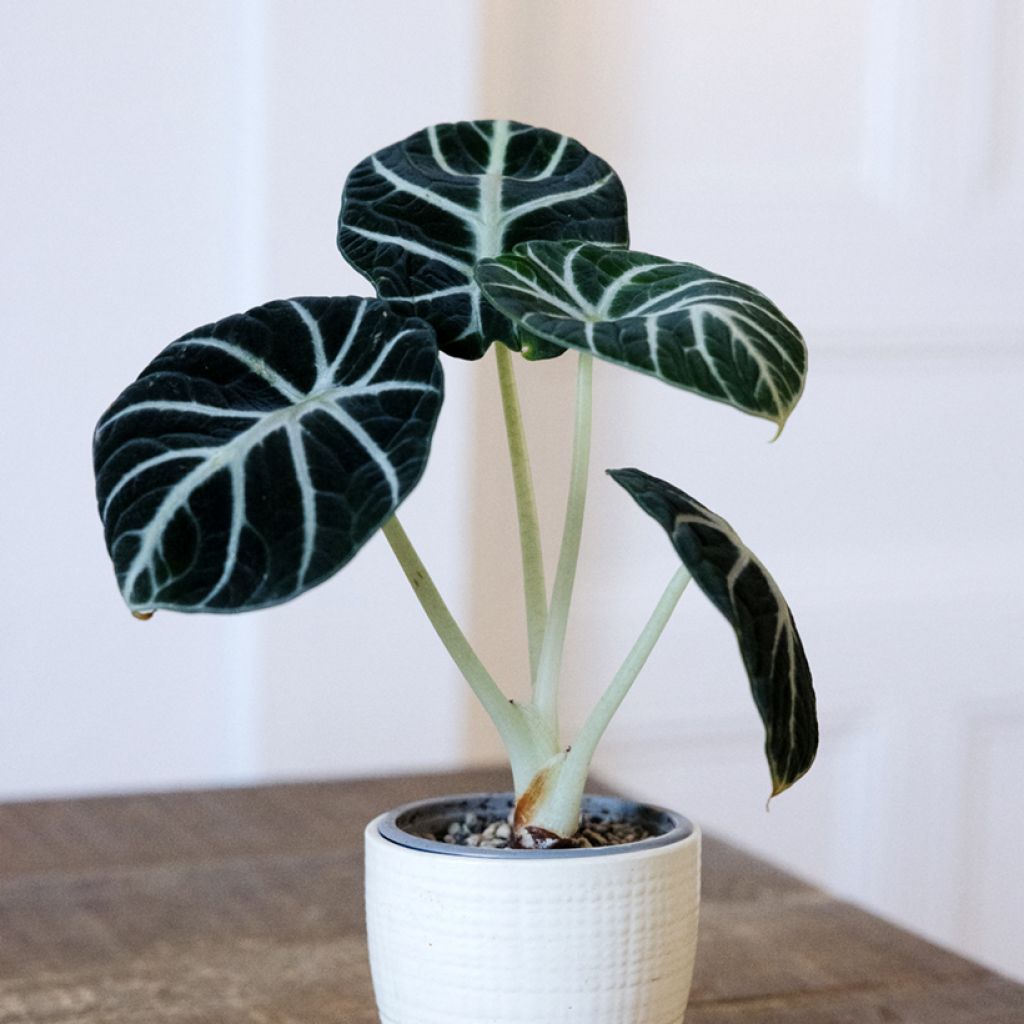 Alocasia Ninja - Olifantsoor
