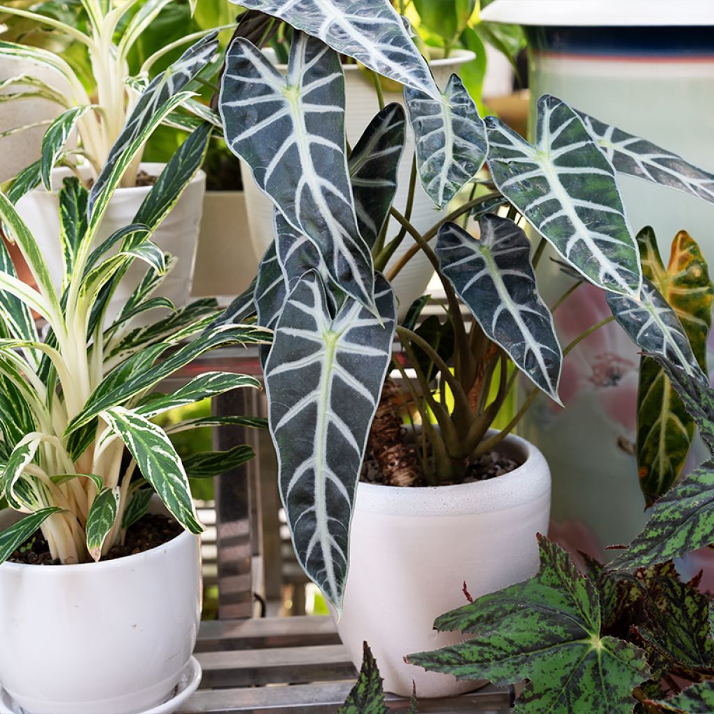 Alocasia Polly - Olifantsoor