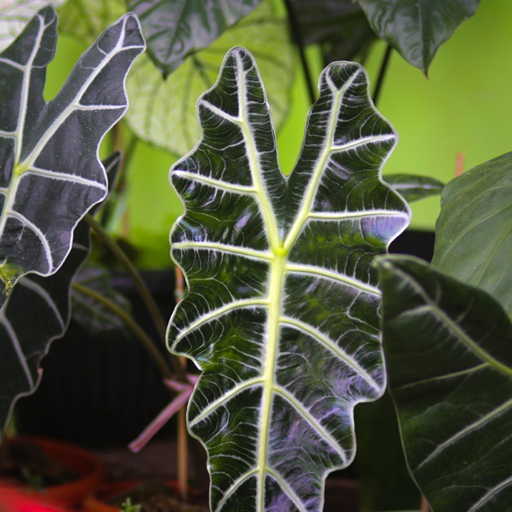 Alocasia Polly - Olifantsoor