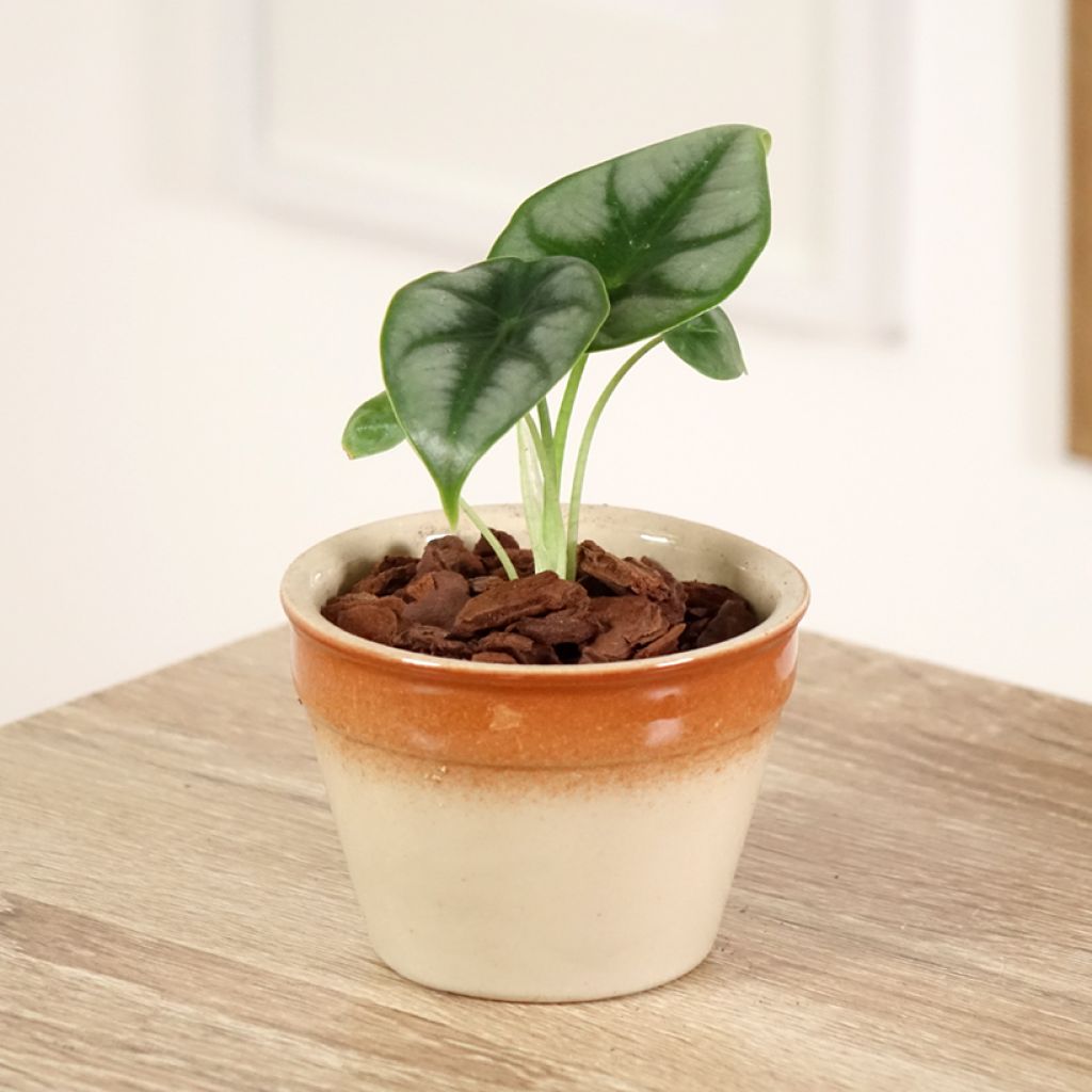 Alocasia reversa - Olifantsoor