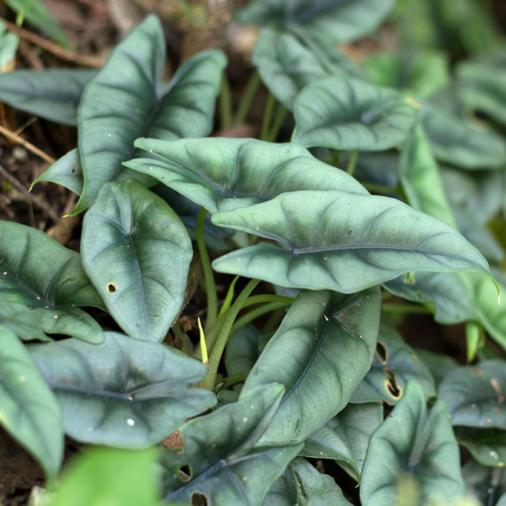 Alocasia reversa - Olifantsoor