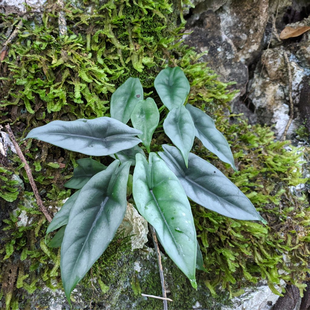 Alocasia reversa - Olifantsoor