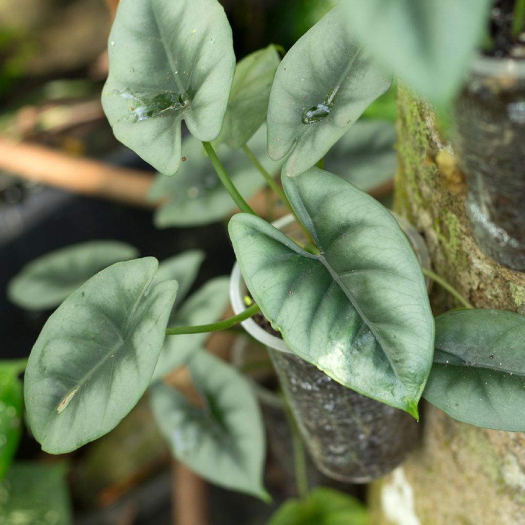 Alocasia reversa - Olifantsoor