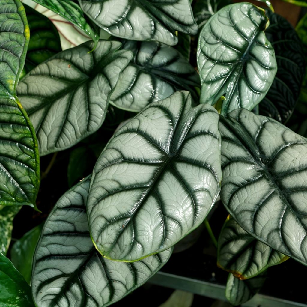 Alocasia baginda Silver Dragon - Olifantsoor