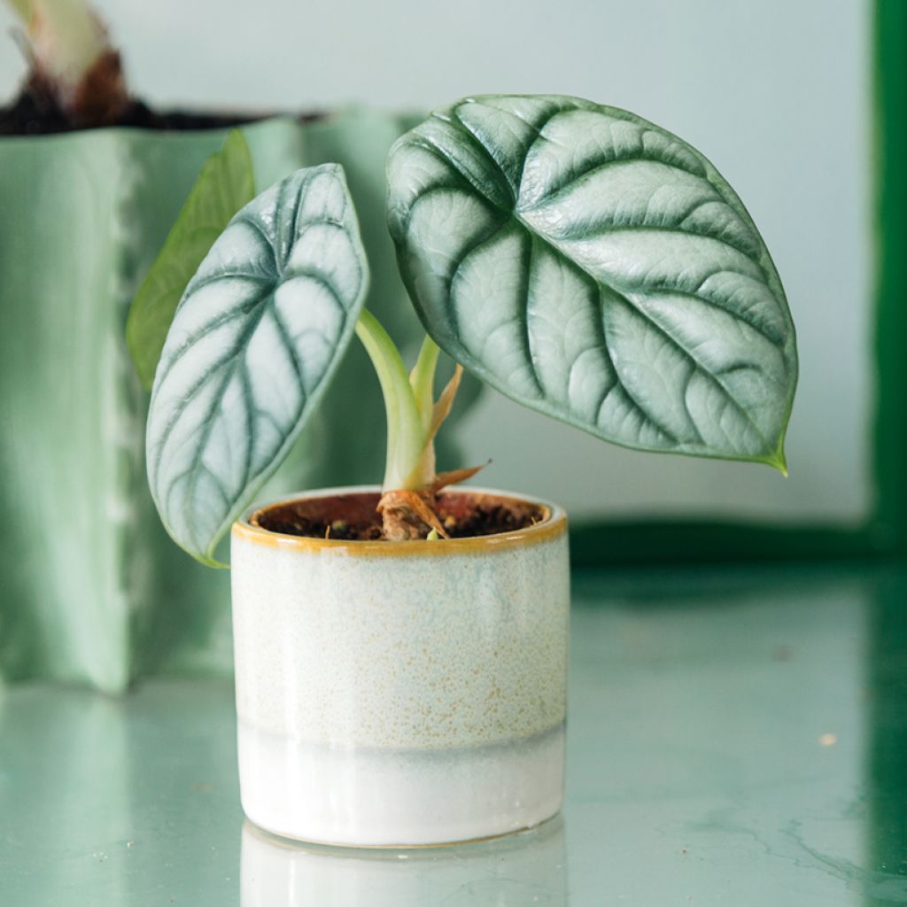 Alocasia baginda Silver Dragon - Olifantsoor