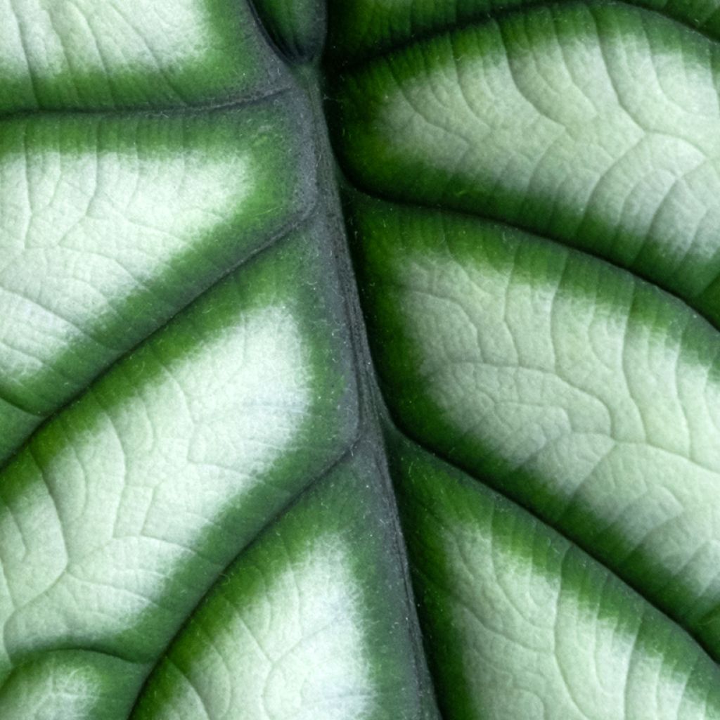 Alocasia baginda Silver Dragon - Olifantsoor