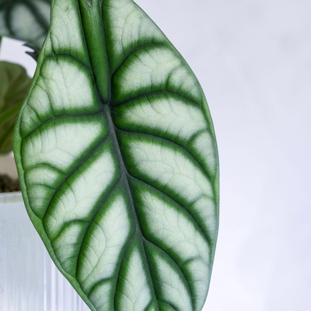 Alocasia baginda Silver Dragon - Olifantsoor