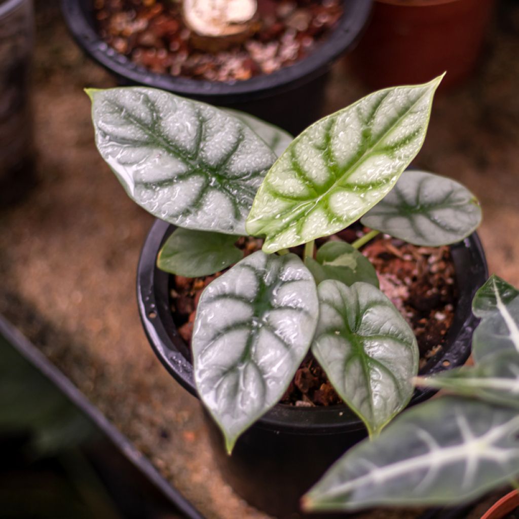 Alocasia baginda Silver Dragon - Olifantsoor