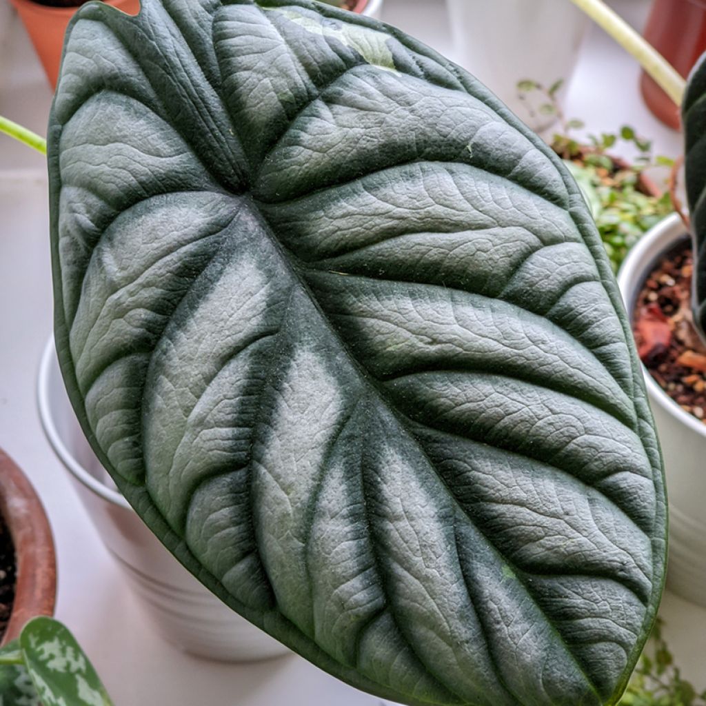 Alocasia baginda Silver Dragon - Olifantsoor
