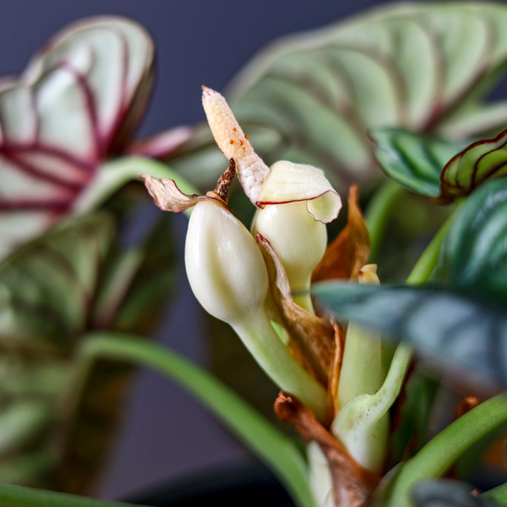 Alocasia baginda Silver Dragon - Olifantsoor