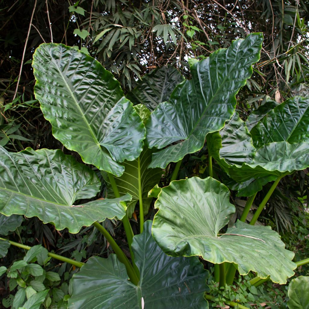 Alocasia Sumo - Olifantsoor