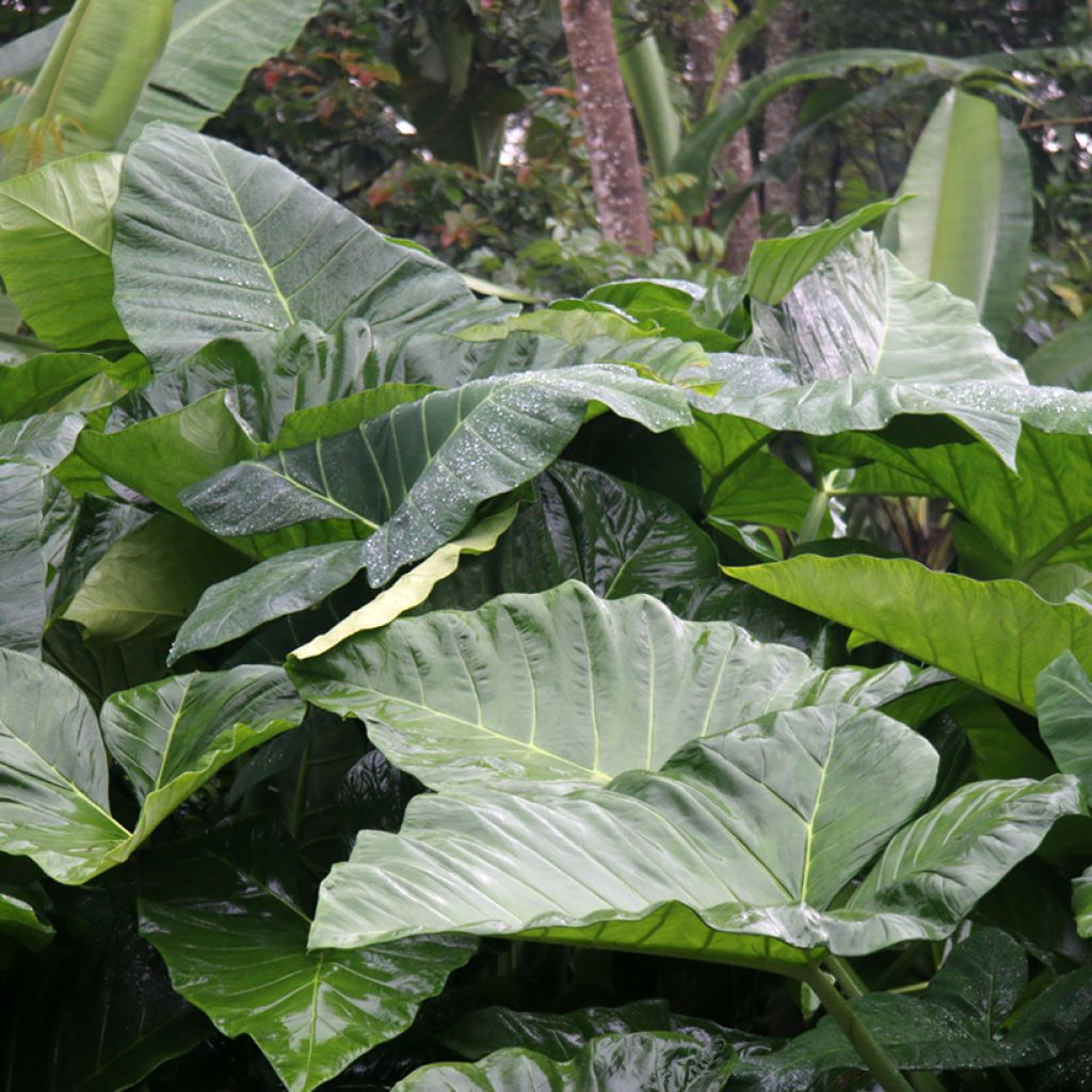Alocasia Sumo - Olifantsoor