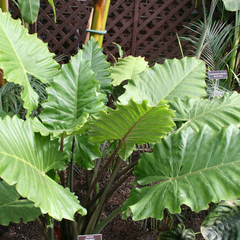 Alocasia wentii Portodora - Olifantsoor