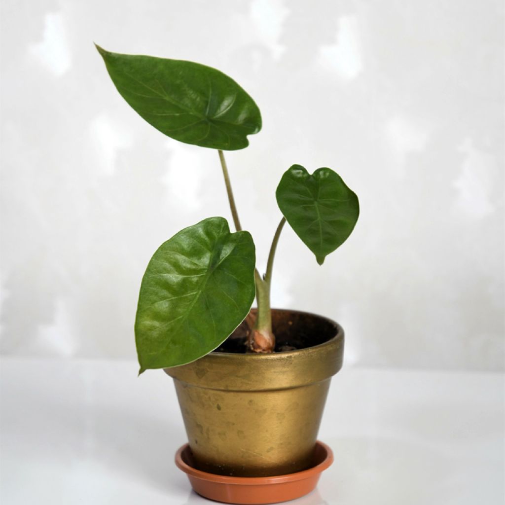 Alocasia wentii - Olifantsoor