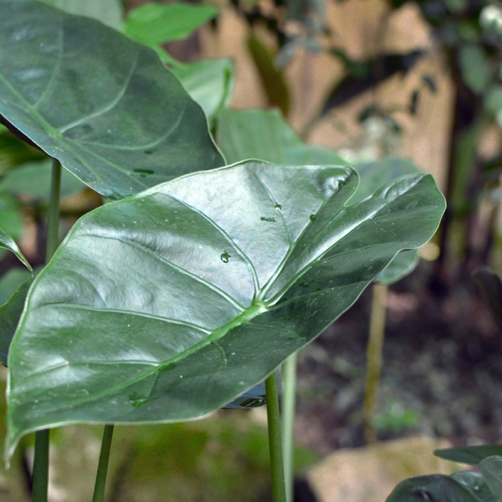 Alocasia wentii - Olifantsoor