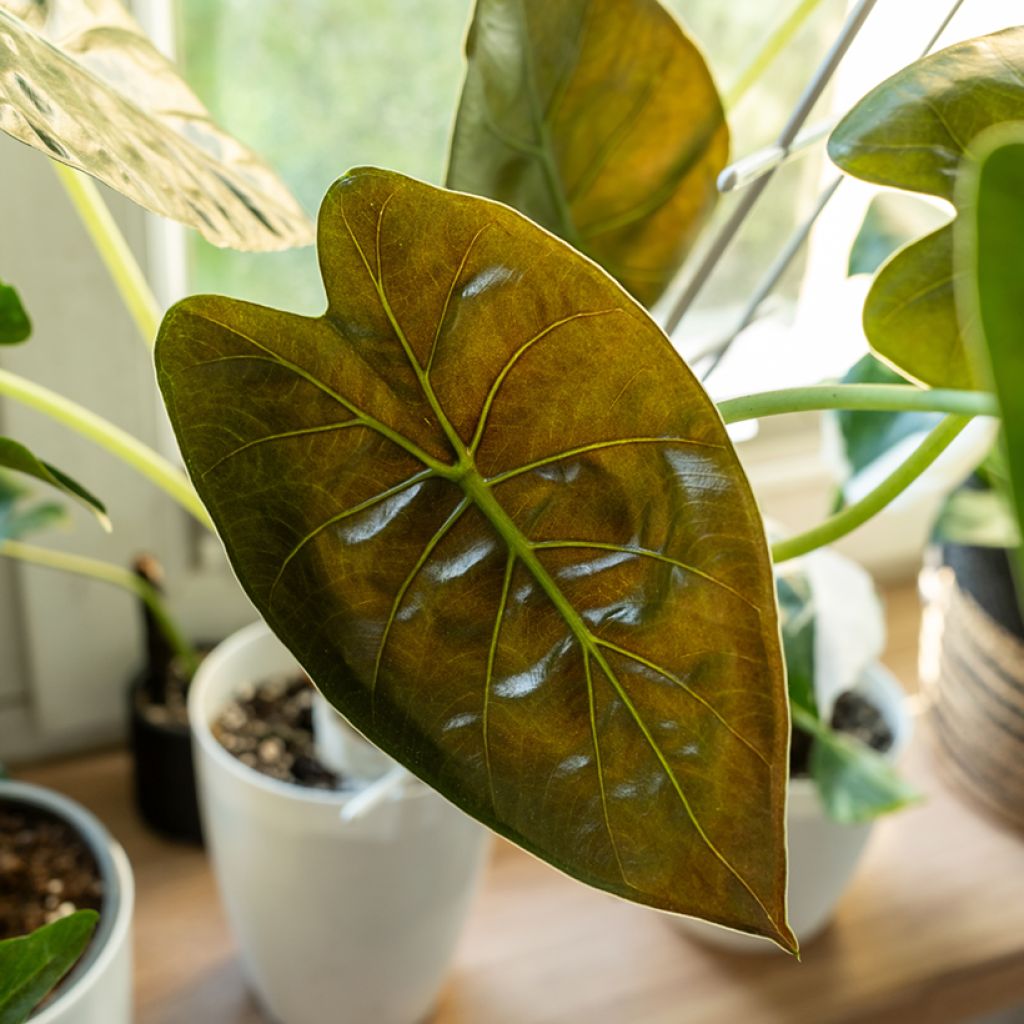 Alocasia wentii - Olifantsoor