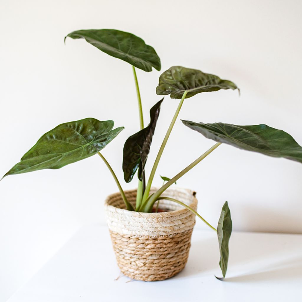 Alocasia wentii - Olifantsoor