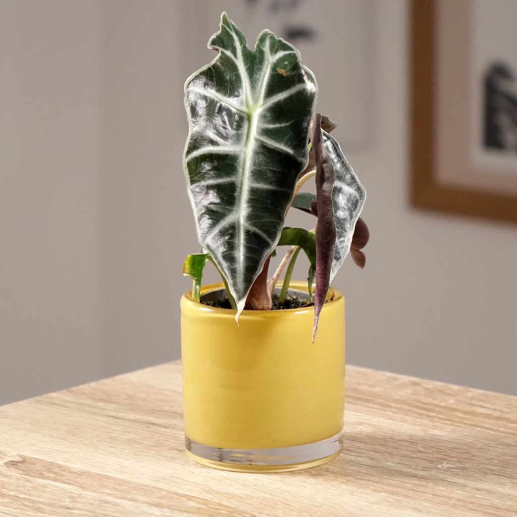 Alocasia Amazonica Dwarf - Olifantsoor