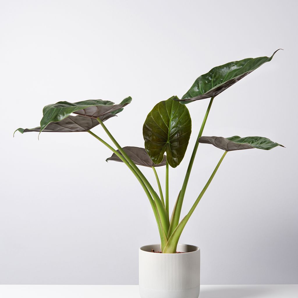 Alocasia Williams hybrid - Olifantsoor