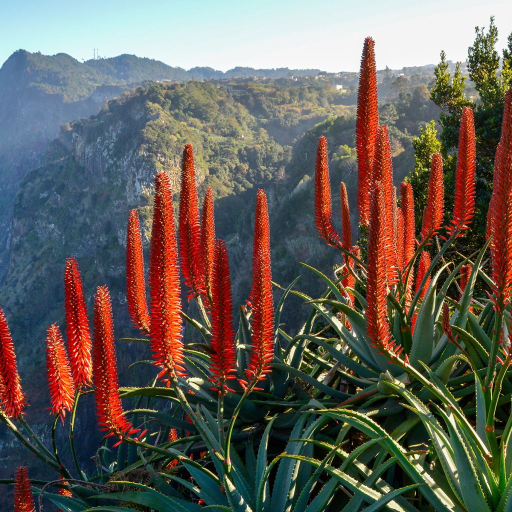 Aloe arborescens - Kandelaar aloë